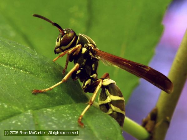 Paper Wasp