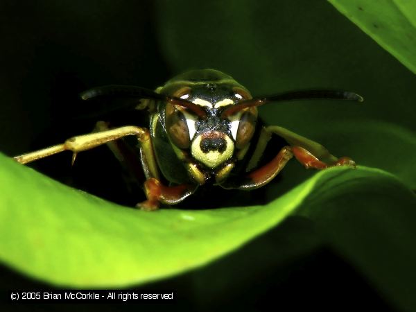 Paper Wasp Up Close