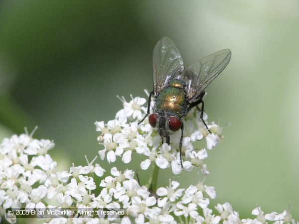 Fly Seeking Nectar
