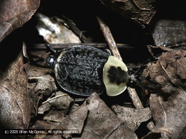 American Carrion Beetle