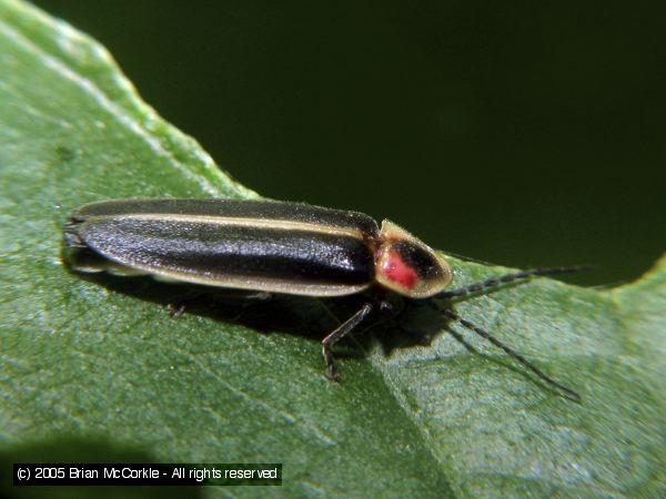 Lightning Bug