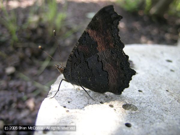 Milbert's Tortoiseshell