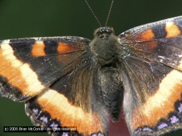 Milbert's Tortoiseshell