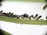 Aphids in a Row