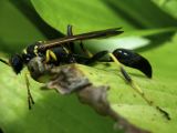 Mud Dauber Wasp