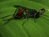 Mud Dauber Wasp