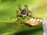 Paper Wasp Front View