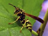 Paper Wasp