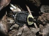 American Carrion Beetle