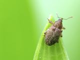 Weevil