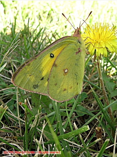 Cabbage Moth