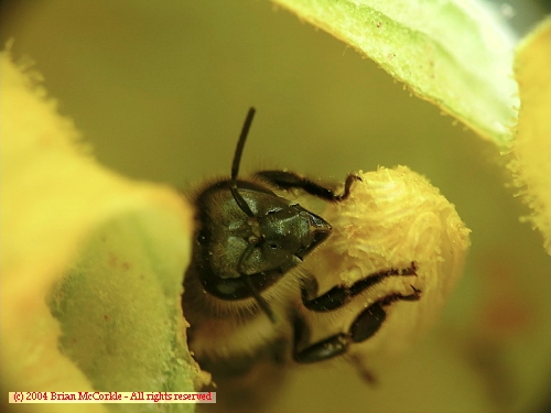 Bee in Squash Blossom