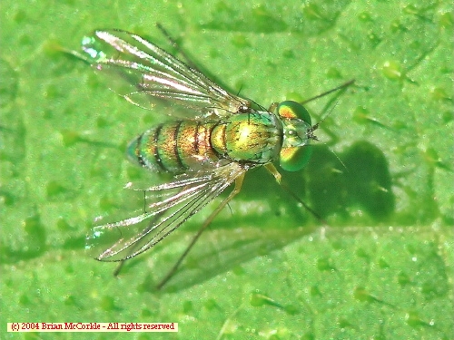 Long-Legged Fly