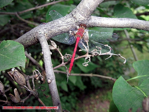 Red Darter