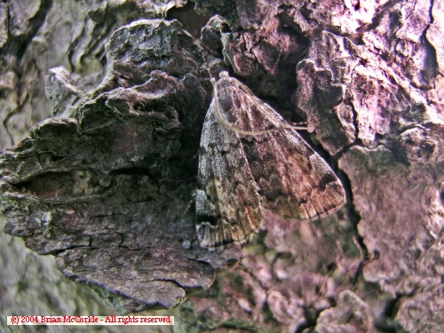 Camouflaged Moth