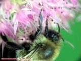 Bumblebee on Sedum