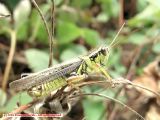 Grasshopper Four