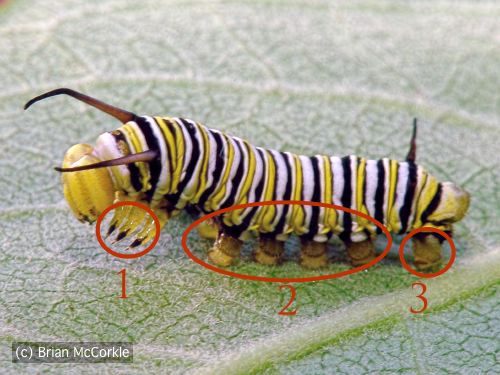 Caterpillar Legs and Prolegs