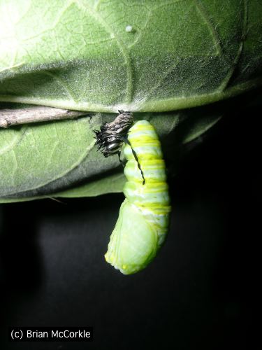 The Chrysalis is Gyrating the Skin Off