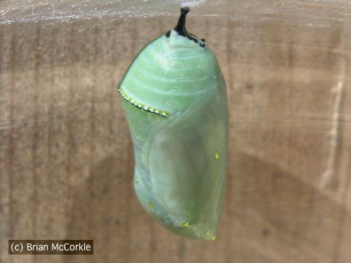 Chrysalis in Final Form