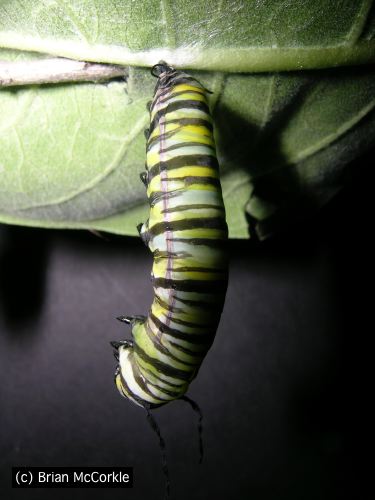 Caterpillar Stretching
