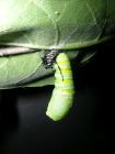 The Chrysalis is Gyrating the Skin Off