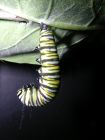 Caterpillar Relaxing for J-shape