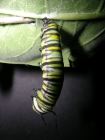 Caterpillar Stretching