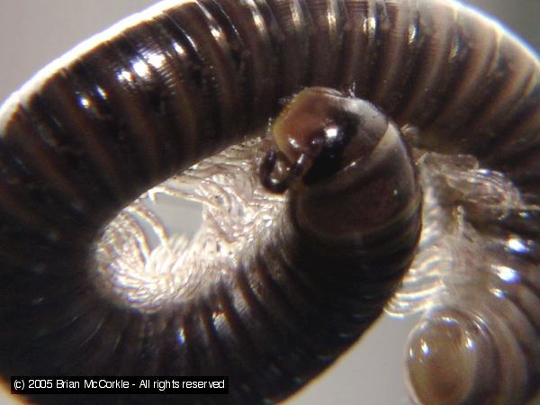 Millipede in Trouble