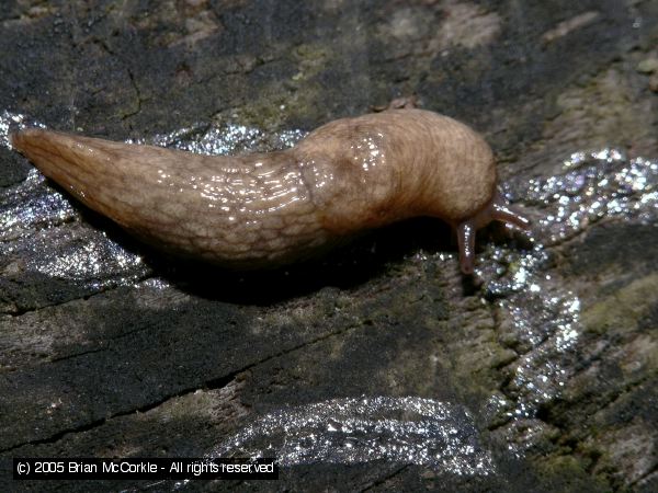 Slug Portrait