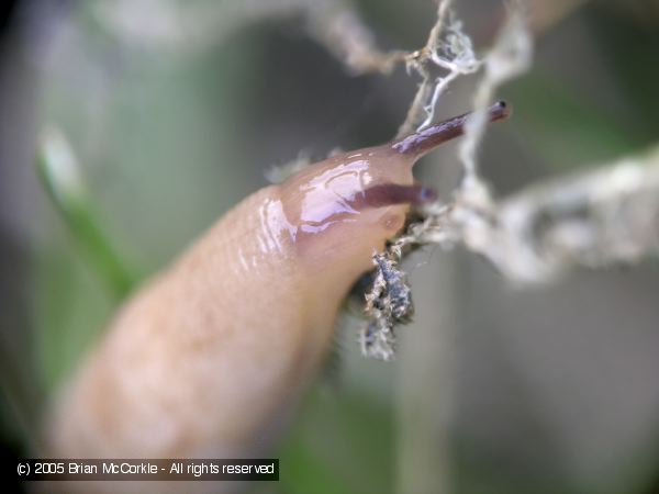 Slug with Two Stalks