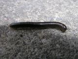 Millipede