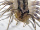 Centipede Head