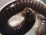 Millipede in Trouble