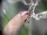 Slug with Two Stalks