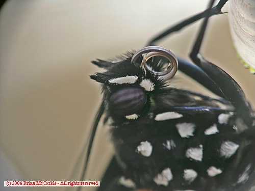 Monarch Butterfly Head Shot