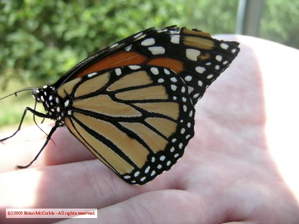 Hand Held Monarch Butterfly