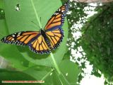 Monarch Butterfly Spreading Her Wings