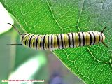 Fourth Instar Monarch Caterpillar