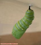 Gyrating Monarch Chrysalis