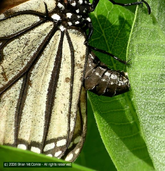 Monarch Laying an Egg