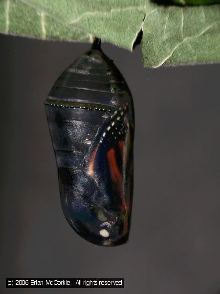 Another Monarch Chrysalis View