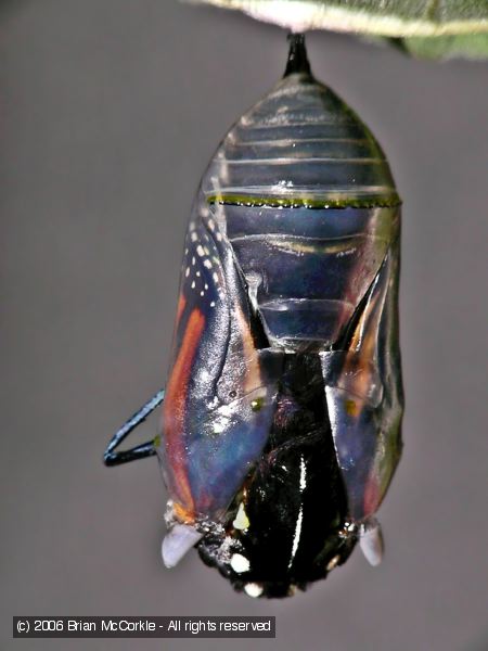 Monarch Breaking Out of Chrysalis