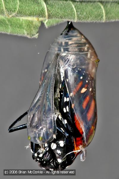 Monarch Sliding From the Chrysalis Skin
