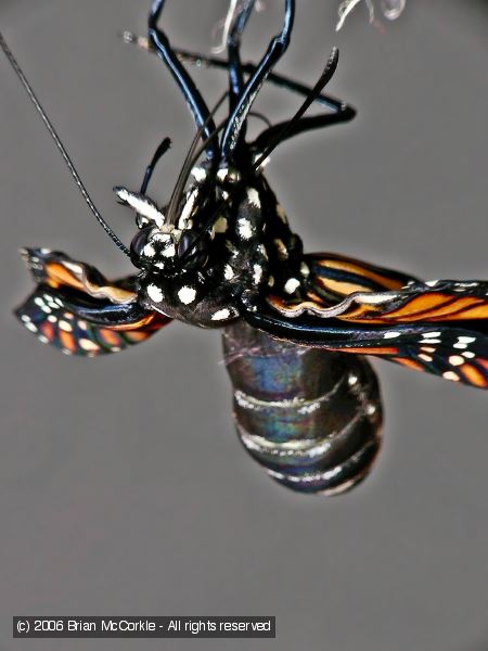 Monarch Butterfly Drying and Spreading