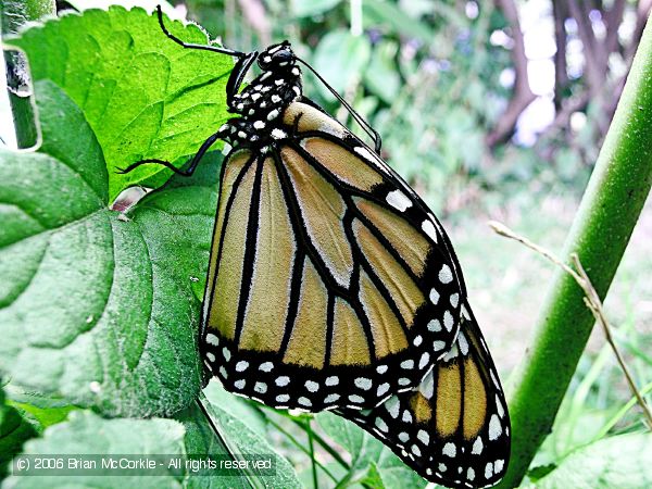 Monarch Resting and Drying