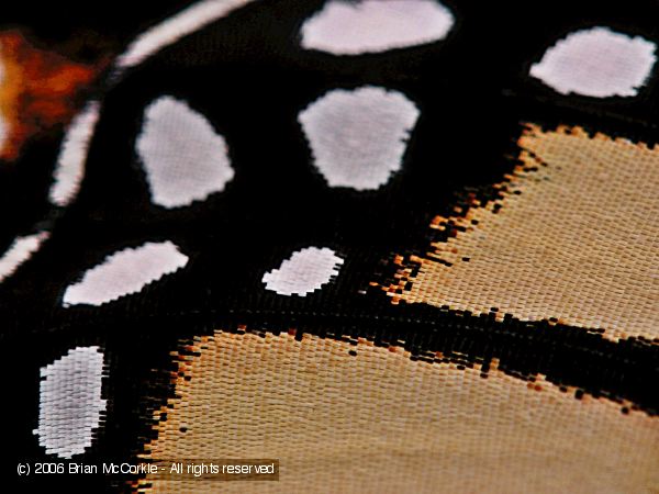 Monarch Wing Close-up