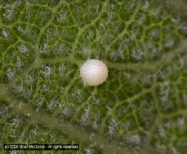 Monarch Egg