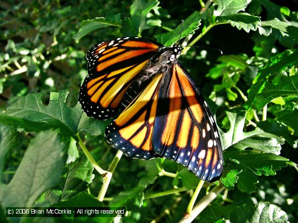 Monarch Moving Out