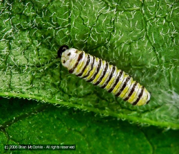 Second Instar Caterpillar